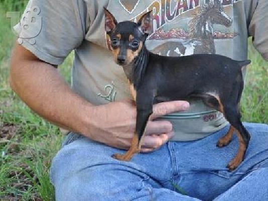 PoulaTo: mini Pinscher